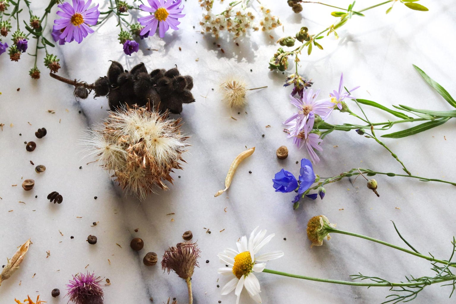 How to Gather Wildflower Seeds