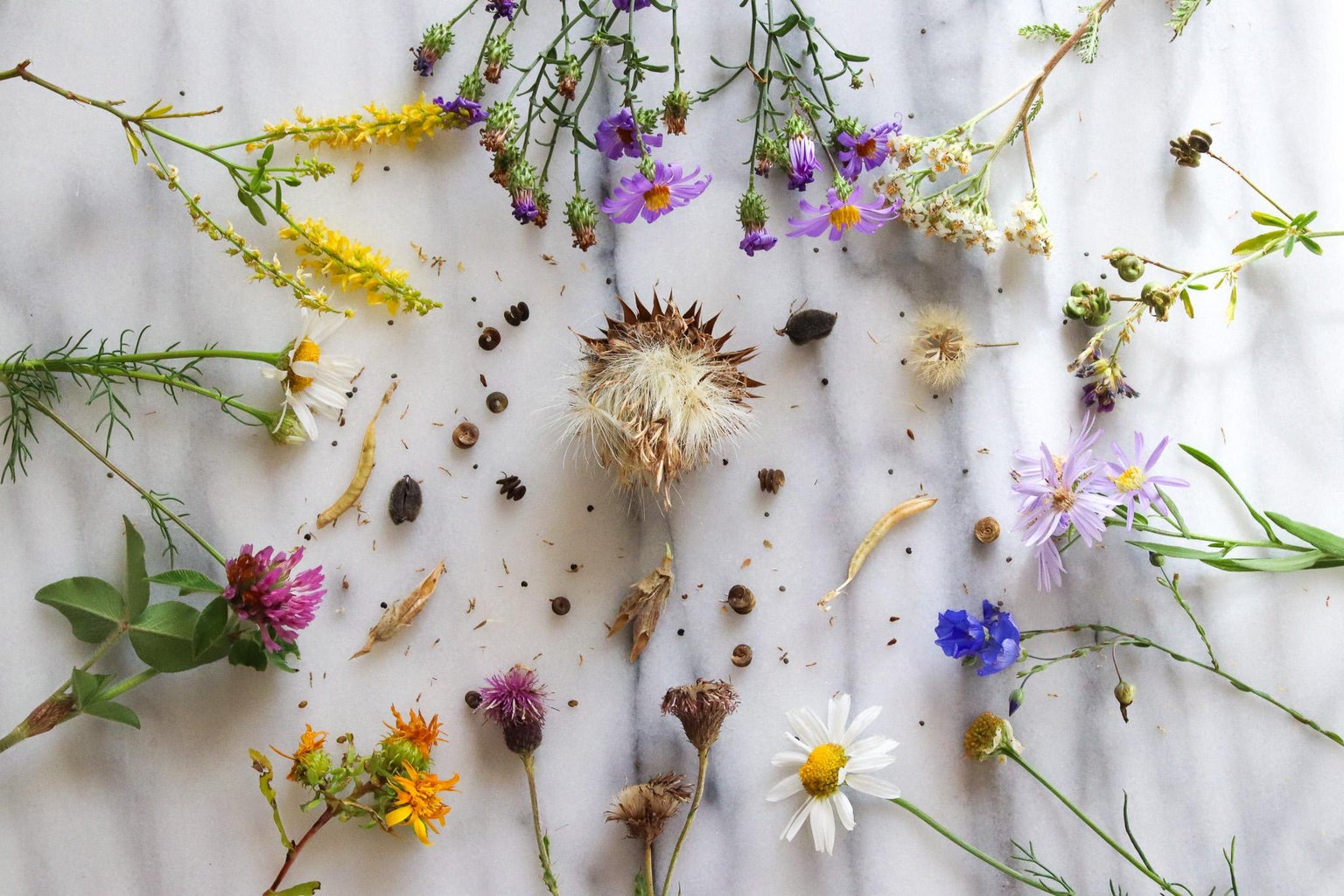 How to Gather Wildflower Seeds