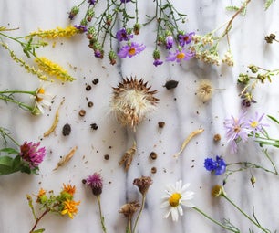 How to Gather Wildflower Seeds